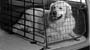 Dog gate V70, V70
